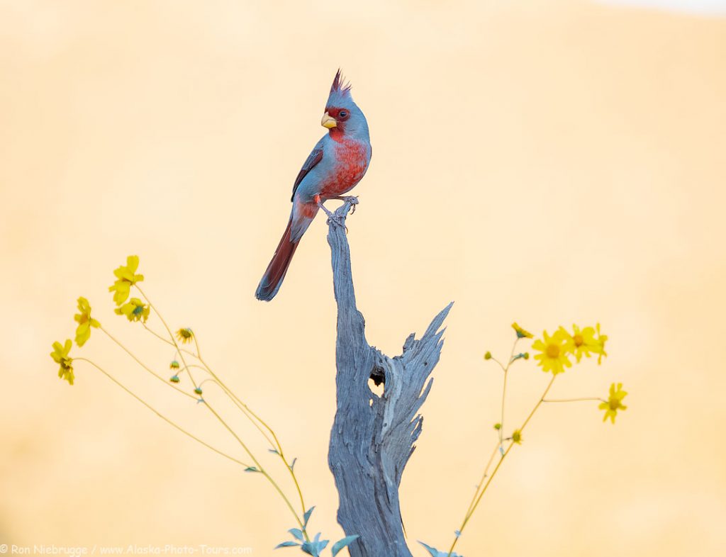 Pyrrhuloxiz, Desert Photo Retreat, near Tucson, Arizona. 