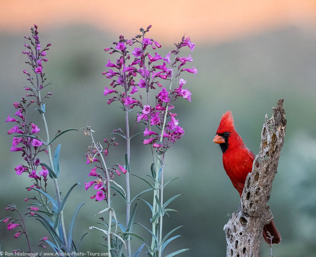 A cardinal last night at the Desert Photo Retreat, near Tucson, Arizona.  