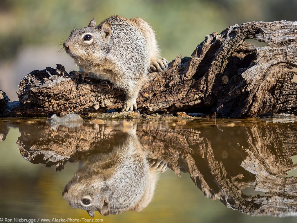 A  rock squirrel, Desert Photo Retreat, Arizona. 