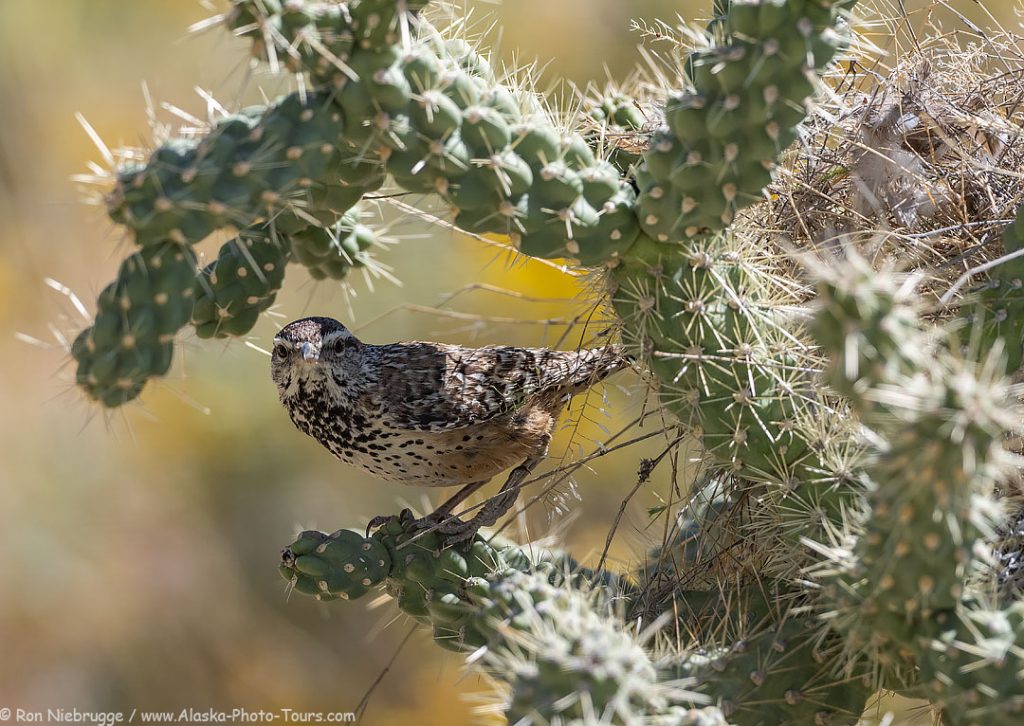 This pair of cactus wren is one of many that nest on our property each year.  Desert Photo Retreat, Tucson, Arizona.  