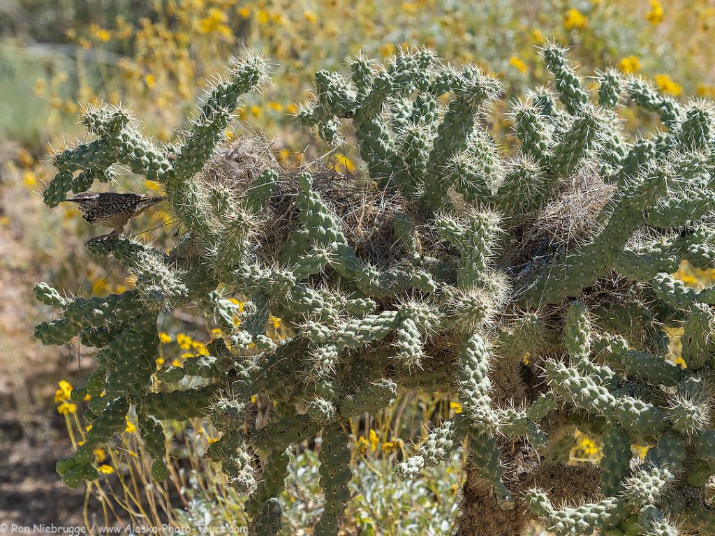 Cactus wren nest.  