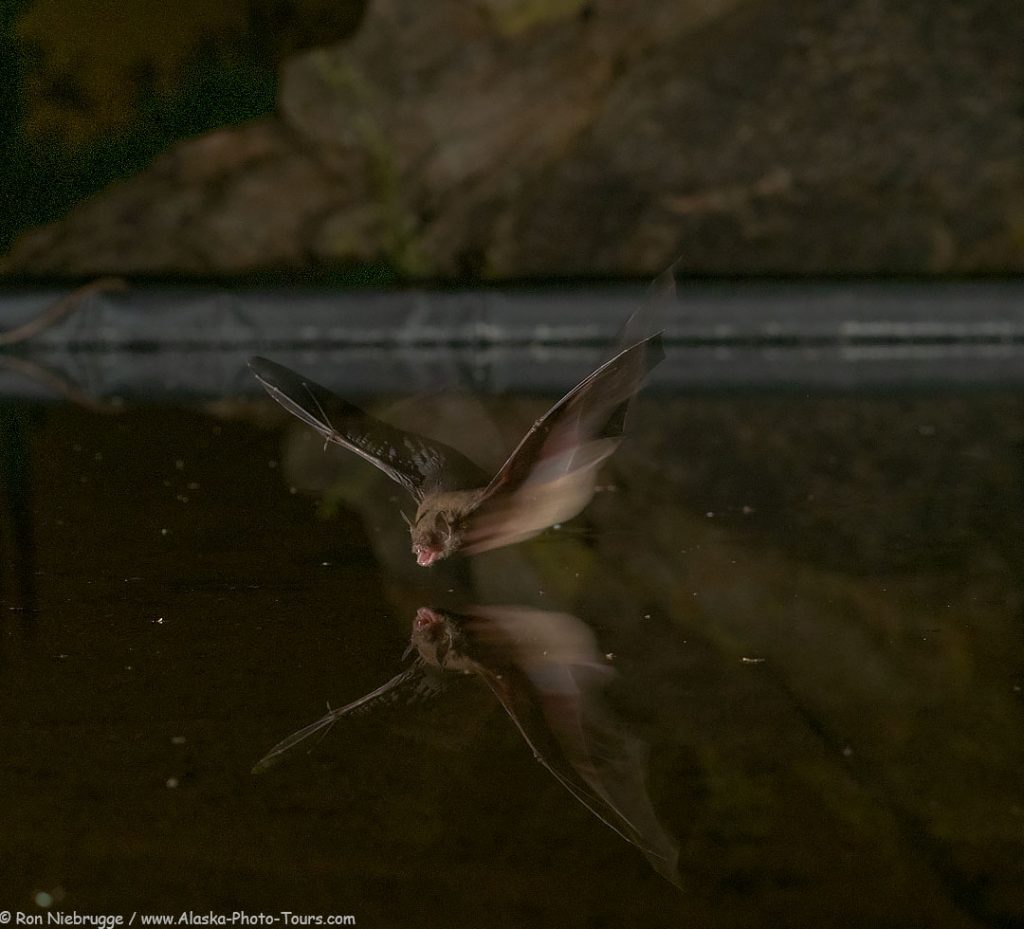 A bat at the water table blind, Tucson, Arizona. 