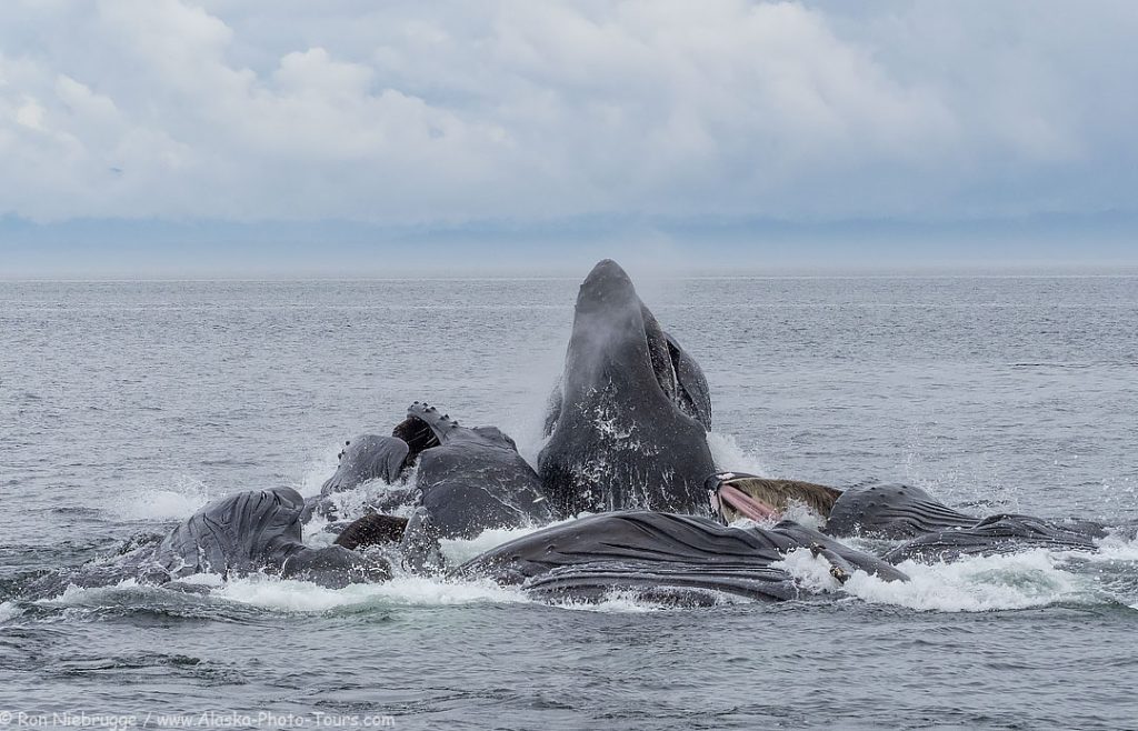 Humpback whales cooperatively feeding, Southeast, Alaska.