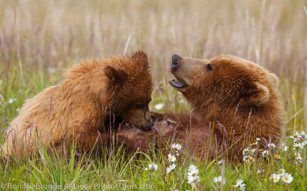 Brown / Grizzly Bear nursing, Lake Clark National Park, Alaska.