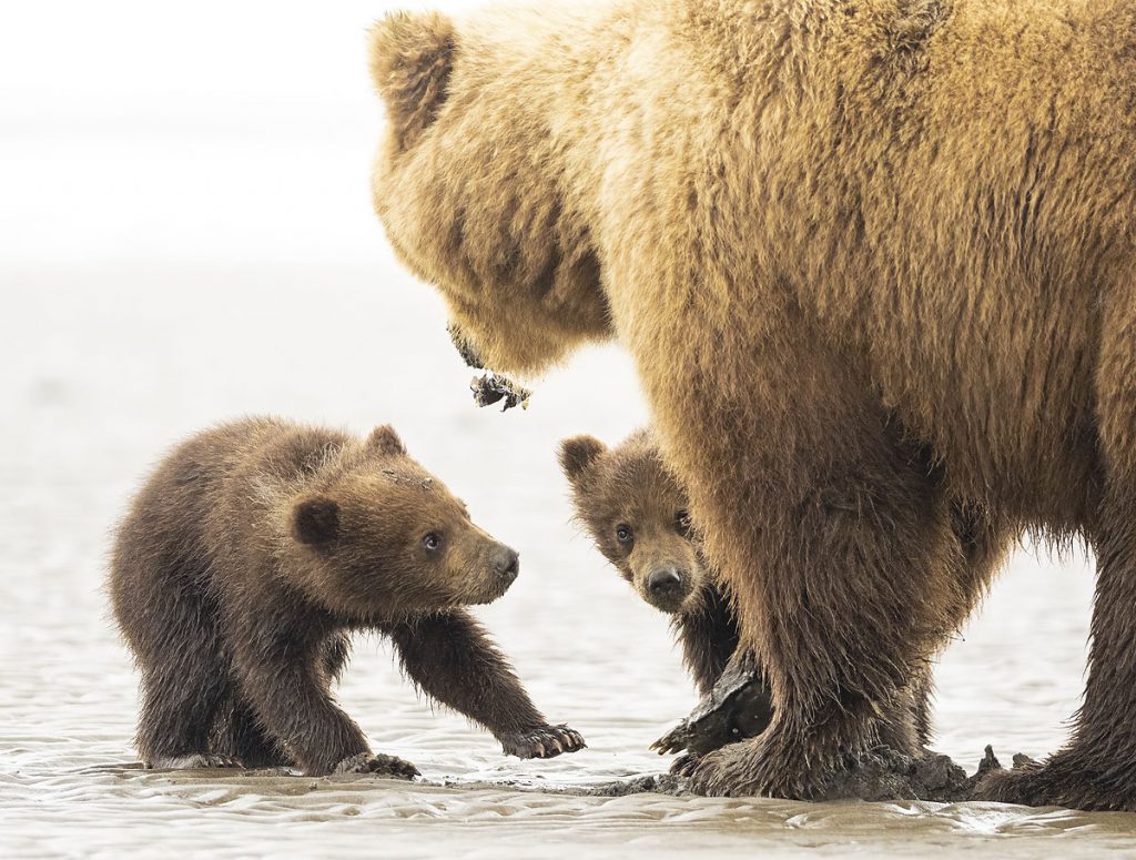 A brown bear sow with spring cubs. 