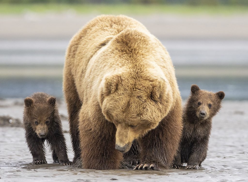 A brown bear sow with two spring cubs digging for a clam.