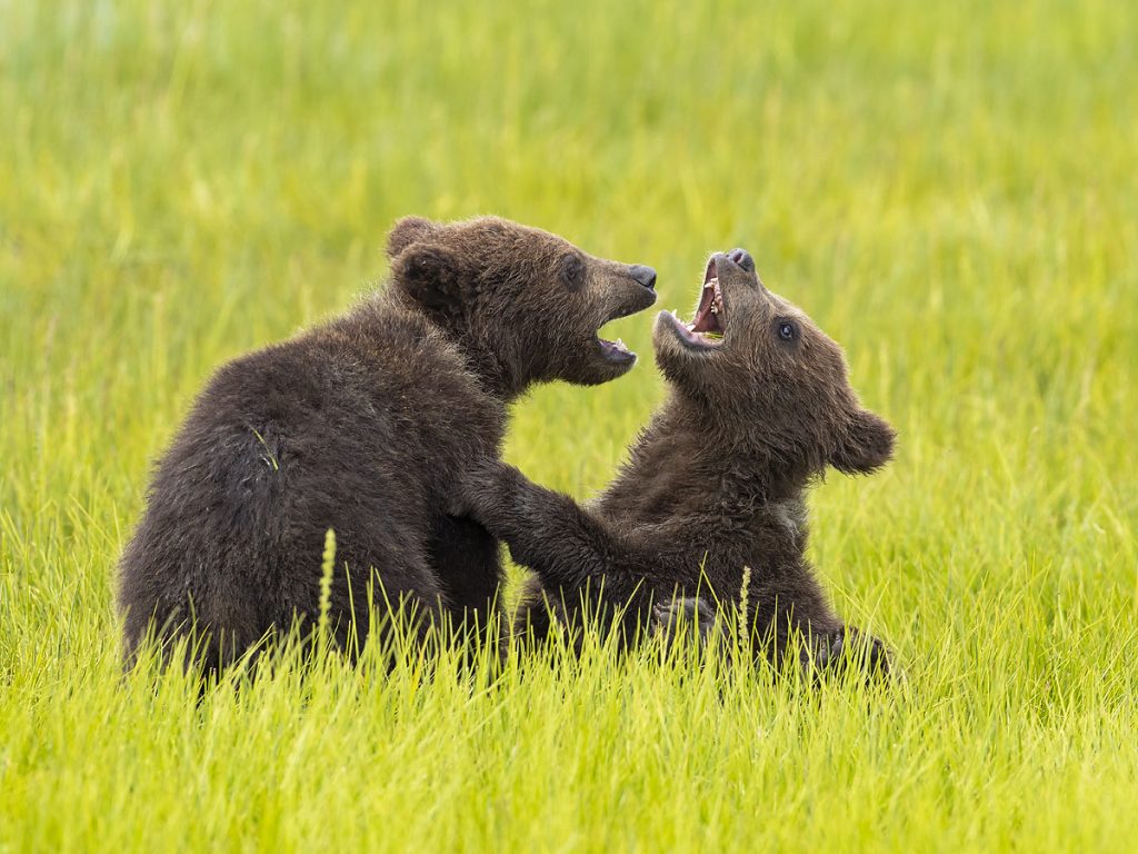 Brown bear cubs.  