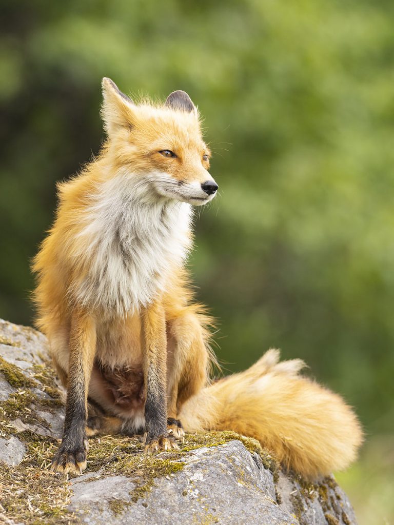Red fox, Alaska.