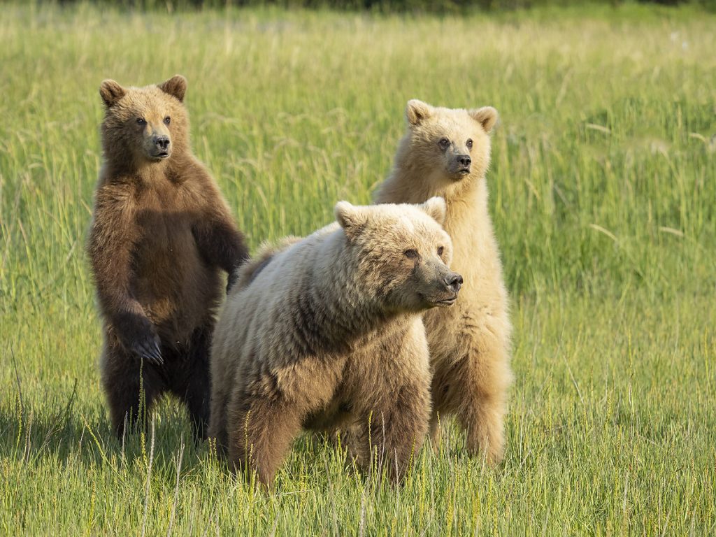 Brown bear sow with two cubs, Lake Clark National Park, Alaska. 