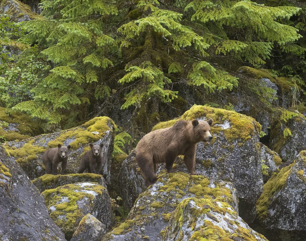 Brown bear sow with spring cubs.