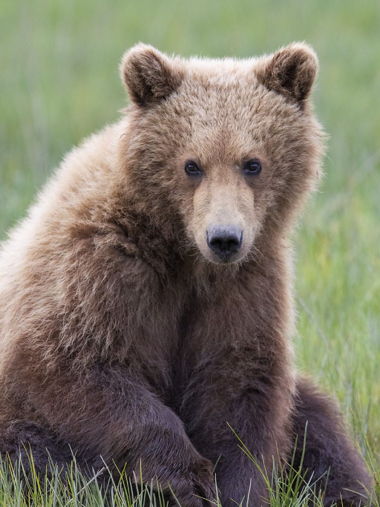 Brown bear cub.
