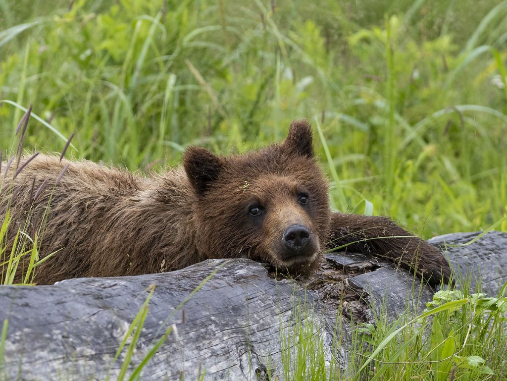 Bear cub, Pack Creek Bear Observatory, Tongass National Forest, Alaska. 