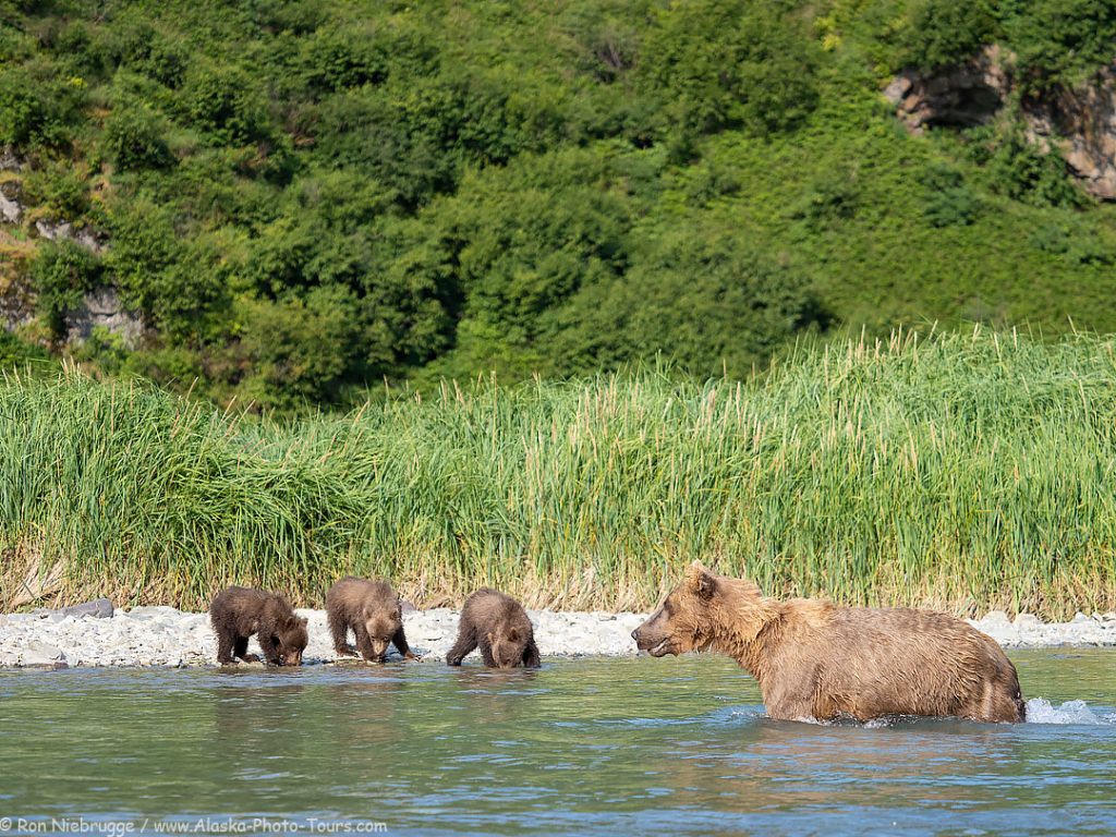 Brown bear sow and 3 spring cubs, Katmai National Park, Alaska. 