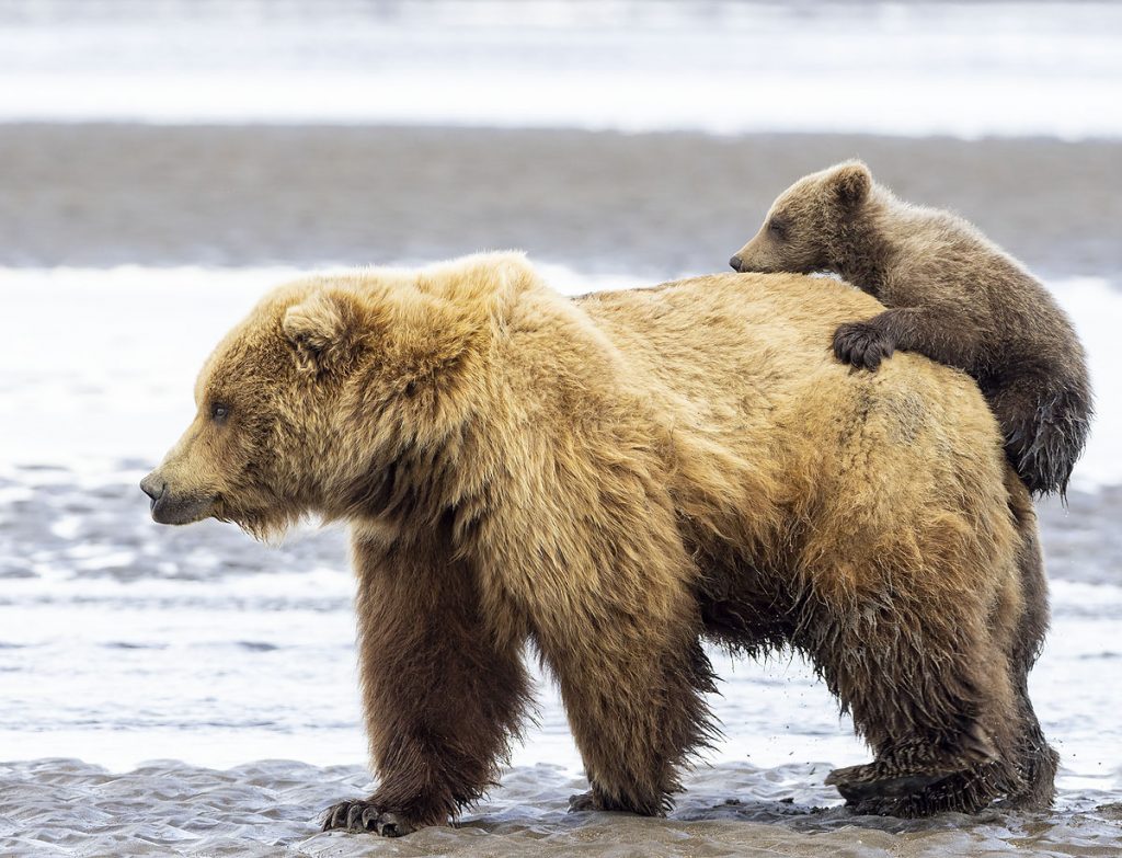  First summer brown bear cub trying to ride it's mom's back.  