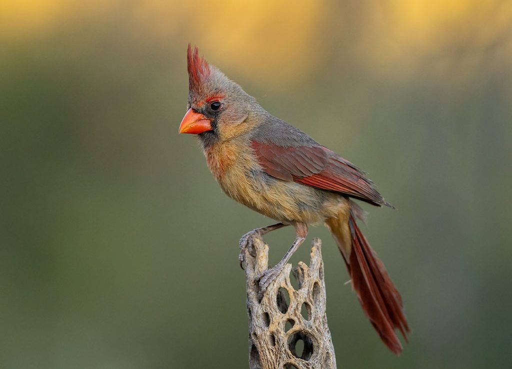 female cardinal