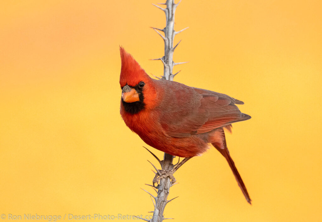 Northern Cardinal.