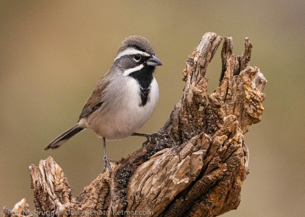 Black-throated sparrow.