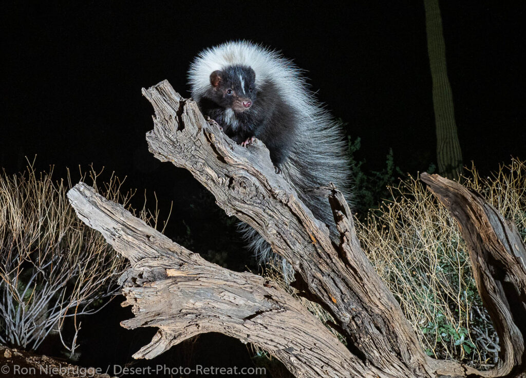 Hooded skunk, Desert Photo Retreat, Tucson, Arizona.