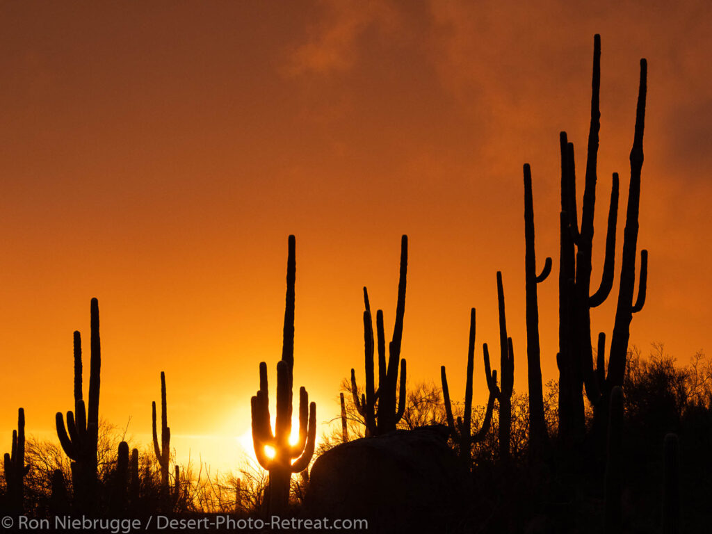 Desert Photo Retreat, near Tucson, Arizona.
