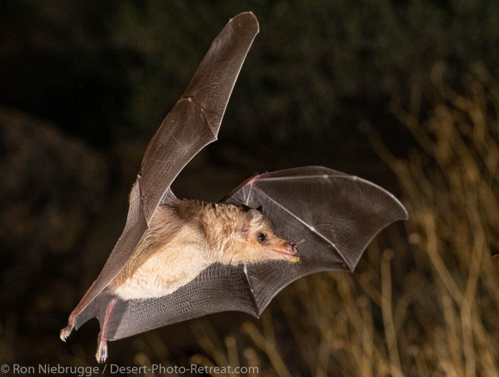 Mexican Long-Tongued Bat
