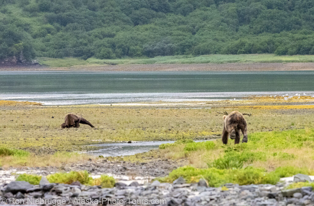 The adult is on top of the cub while the mom approaches at full speed.