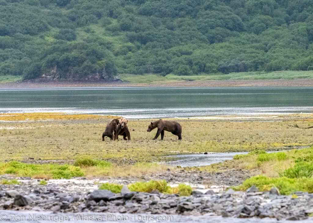 Here the mom has rescued the cub. I was surprised she didn't go after the attacking bear more aggressively.