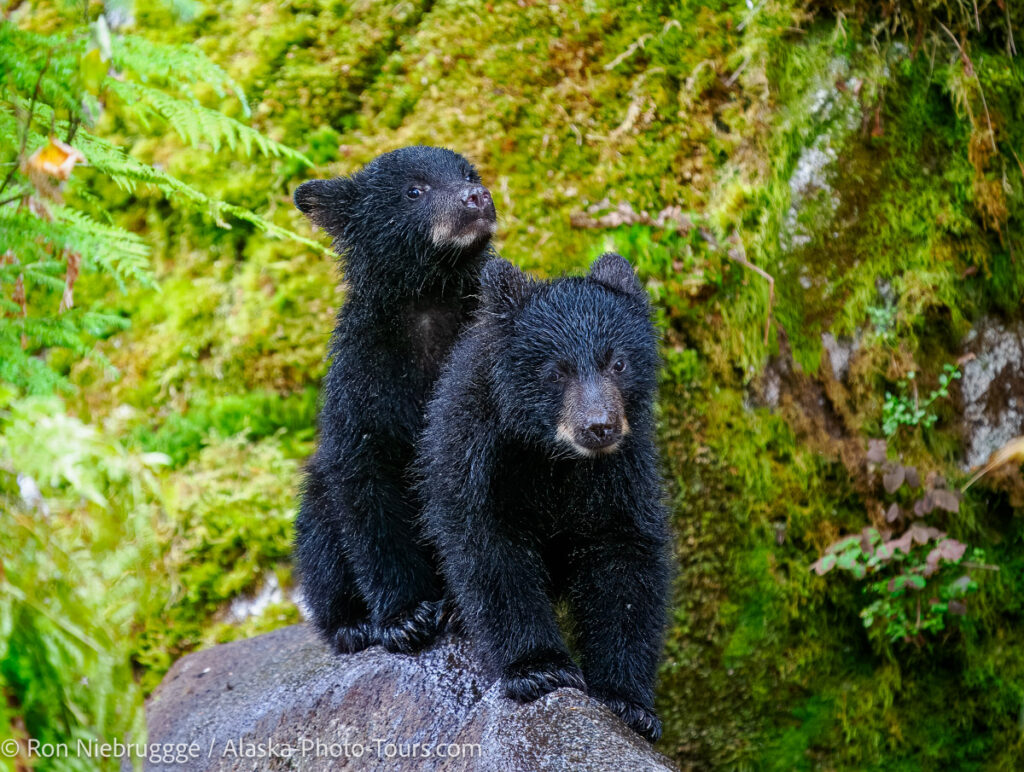 Black Bear Cubs