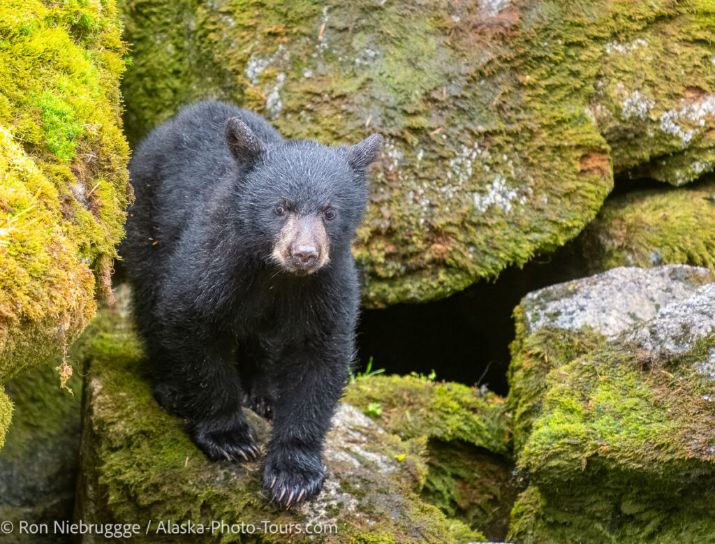 Black bear, Anan Bear Observatory, Southeast, Tongass National Forest, Alaska.